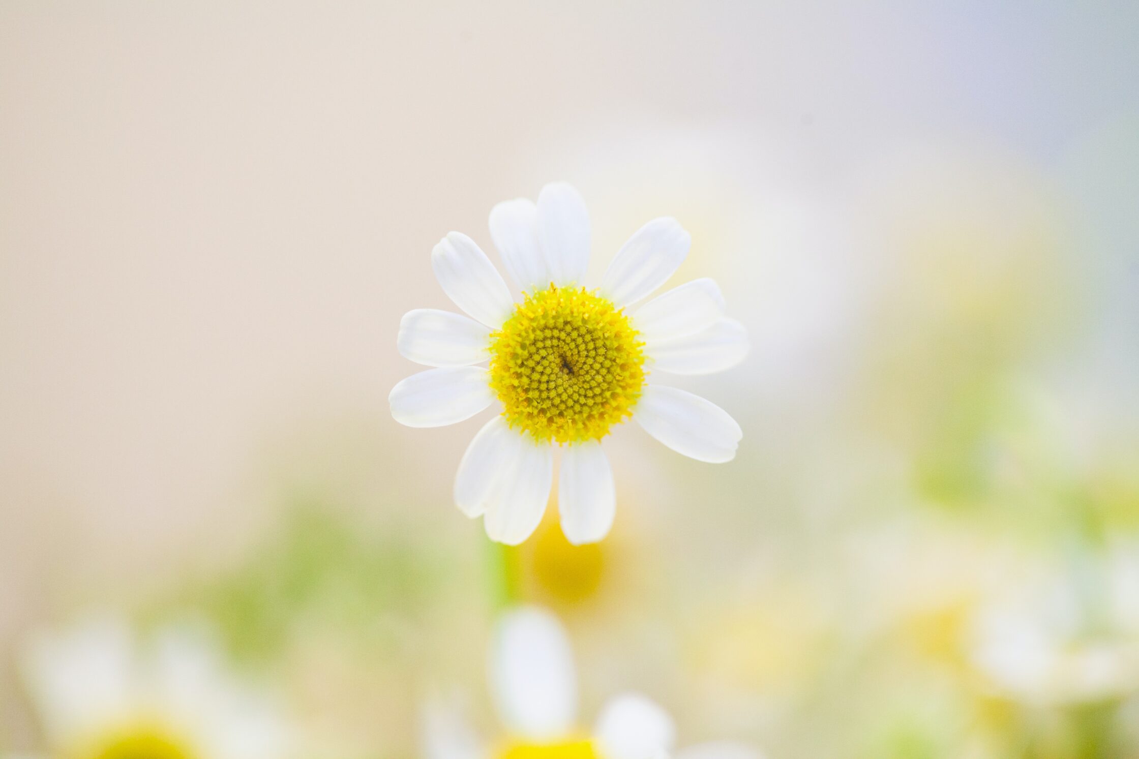 Bilde av blomst